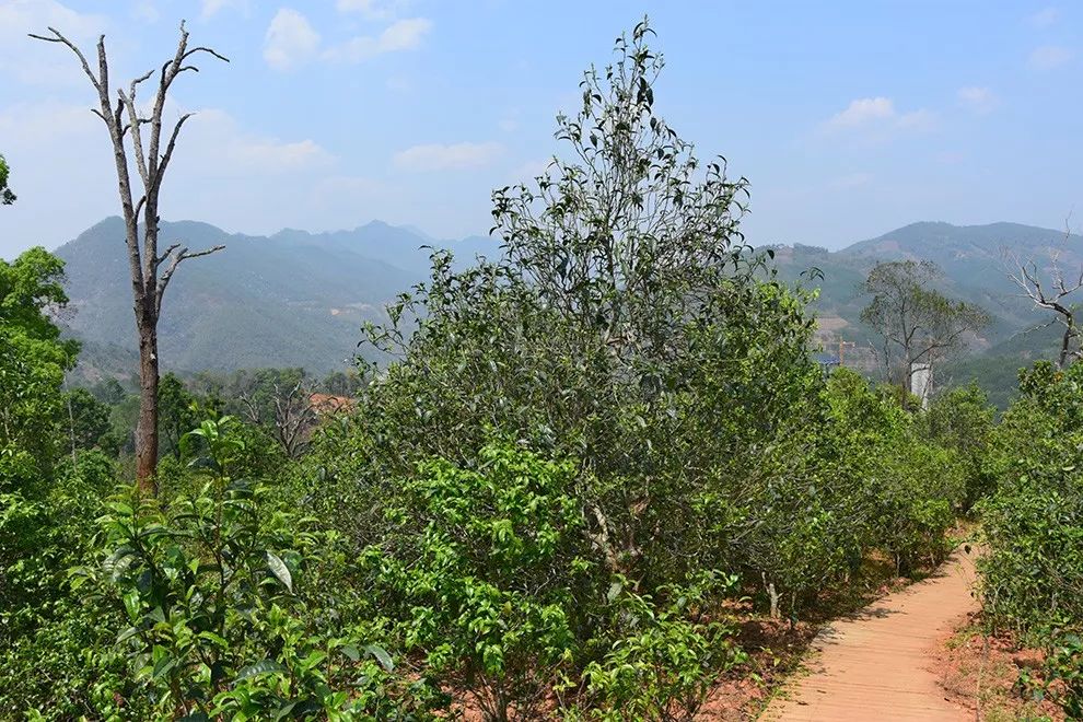 2023年邦東古樹春茶價(jià)格是多少？