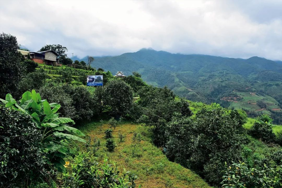 2023年邦東古樹春茶多少一公斤？