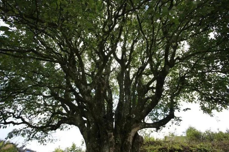 2023年香竹箐古樹春茶品質(zhì)怎么樣？