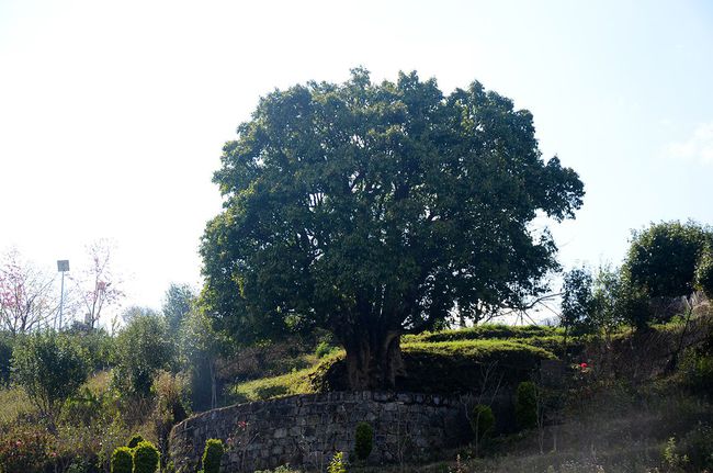 2023年香竹箐古樹春茶特點是什么？