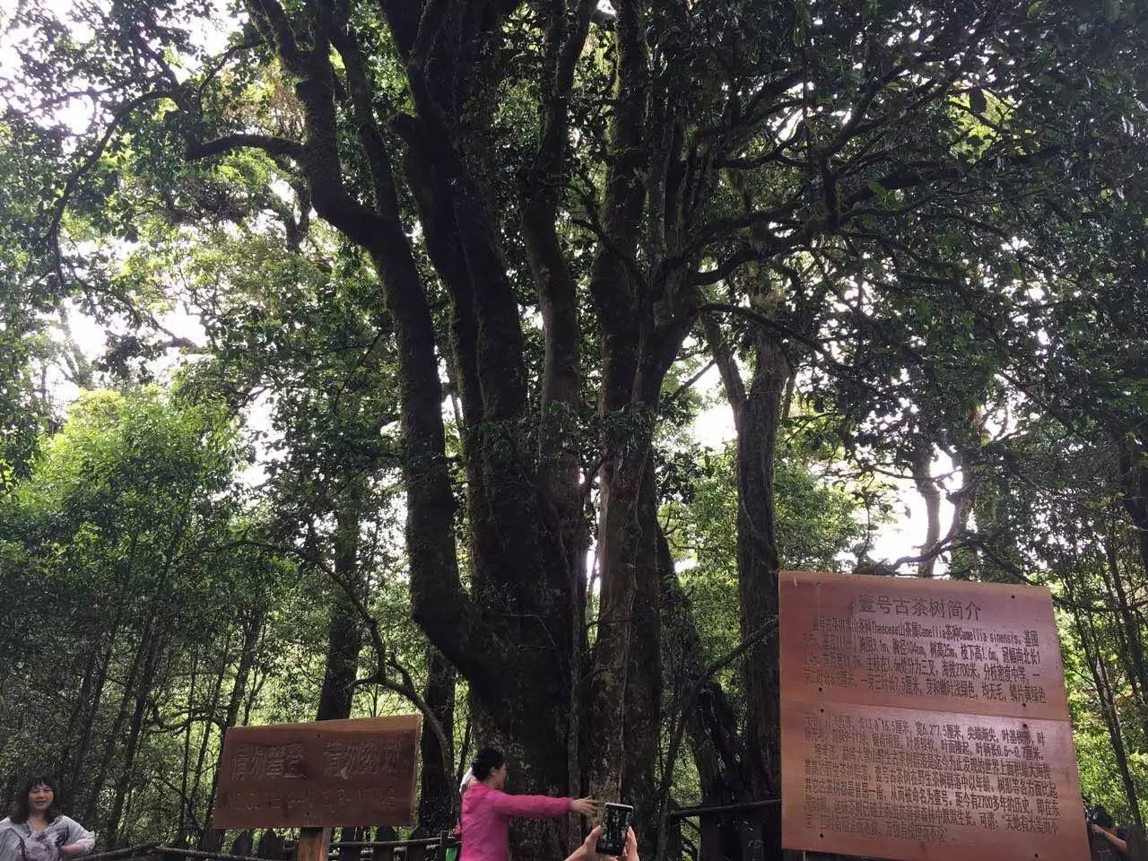 2023年大雪山古樹春茶品質(zhì)怎么樣？