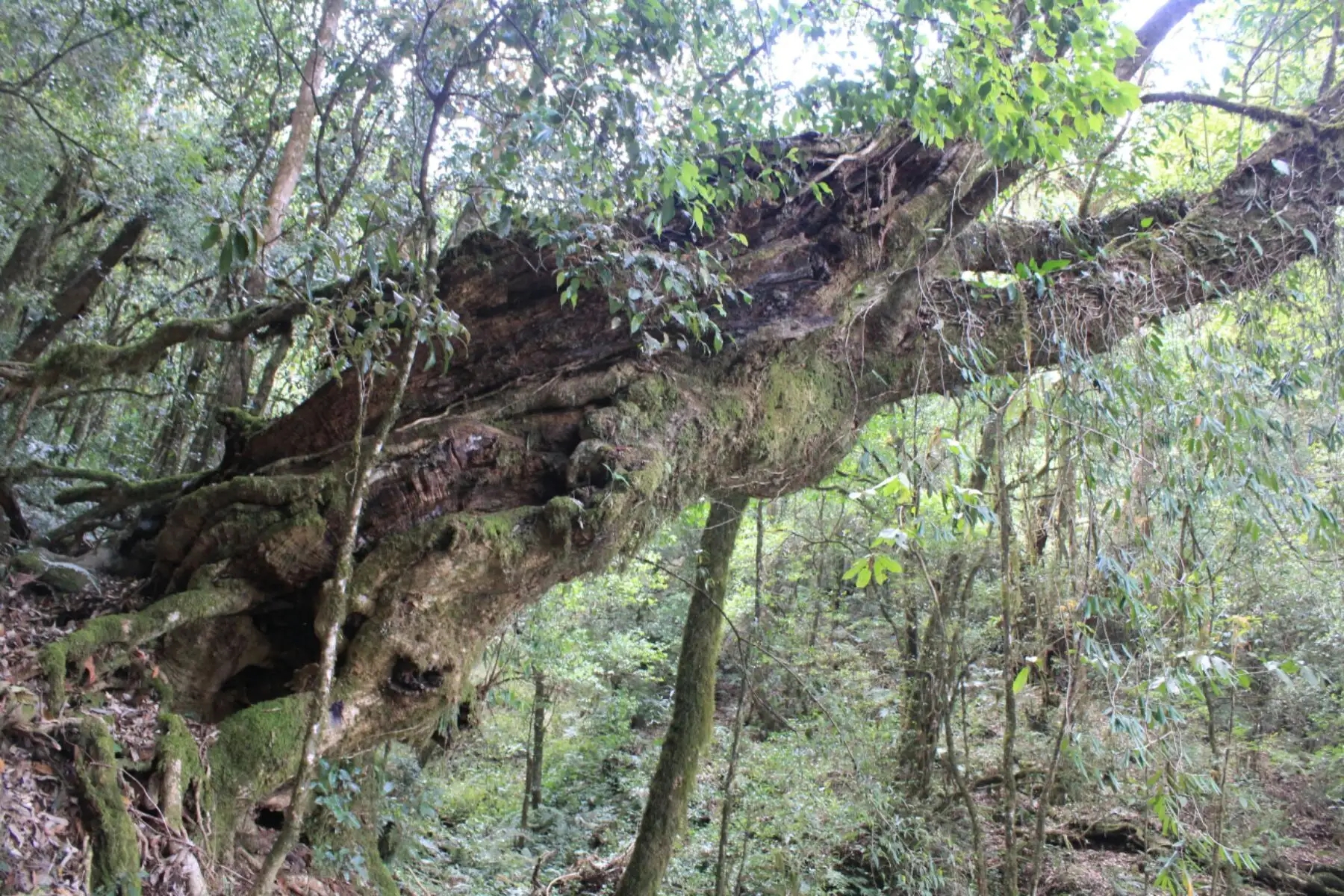 2023年大雪山古樹(shù)春茶口感怎么樣？