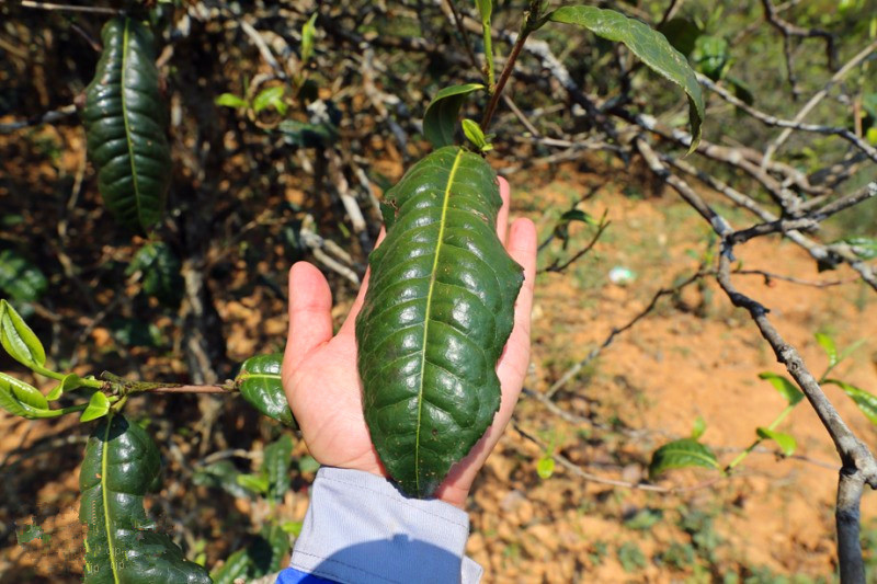 2023年忙肺古樹春茶品質(zhì)怎么樣？