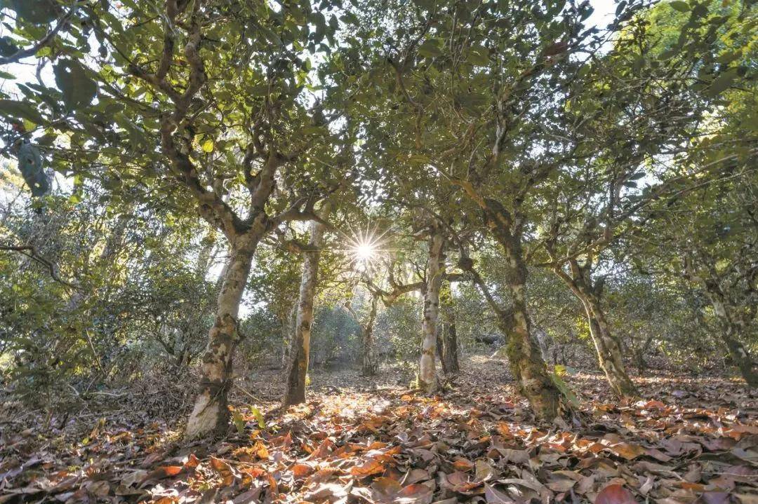 2023年忙肺古樹春茶特點是什么？