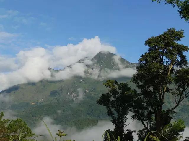 2023年忙肺古樹春茶多少一公斤？