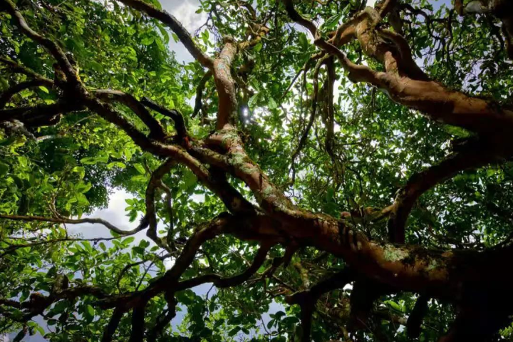 2023年那罕古樹春茶價格是多少？