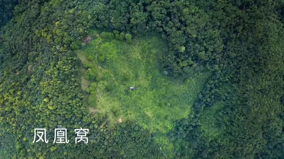 2023年鳳凰窩古樹春茶品質如何？