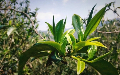 2023年小戶賽古樹春茶品質怎么樣？