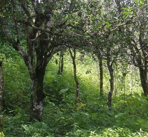 2023年小戶賽古樹春茶價格多少？