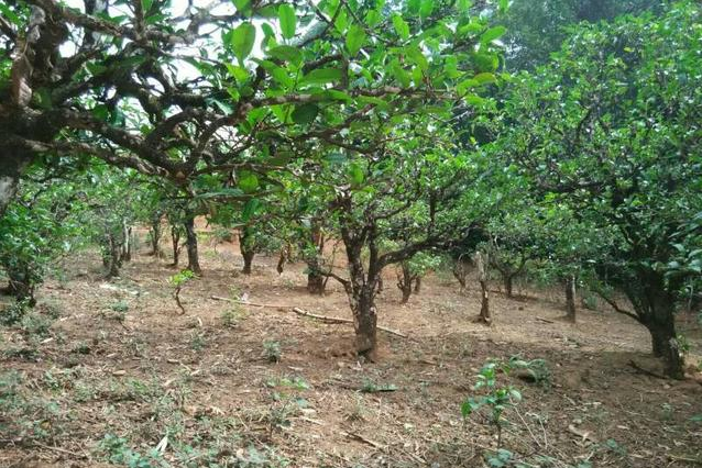 2023年小戶賽古樹春茶多少一公斤？