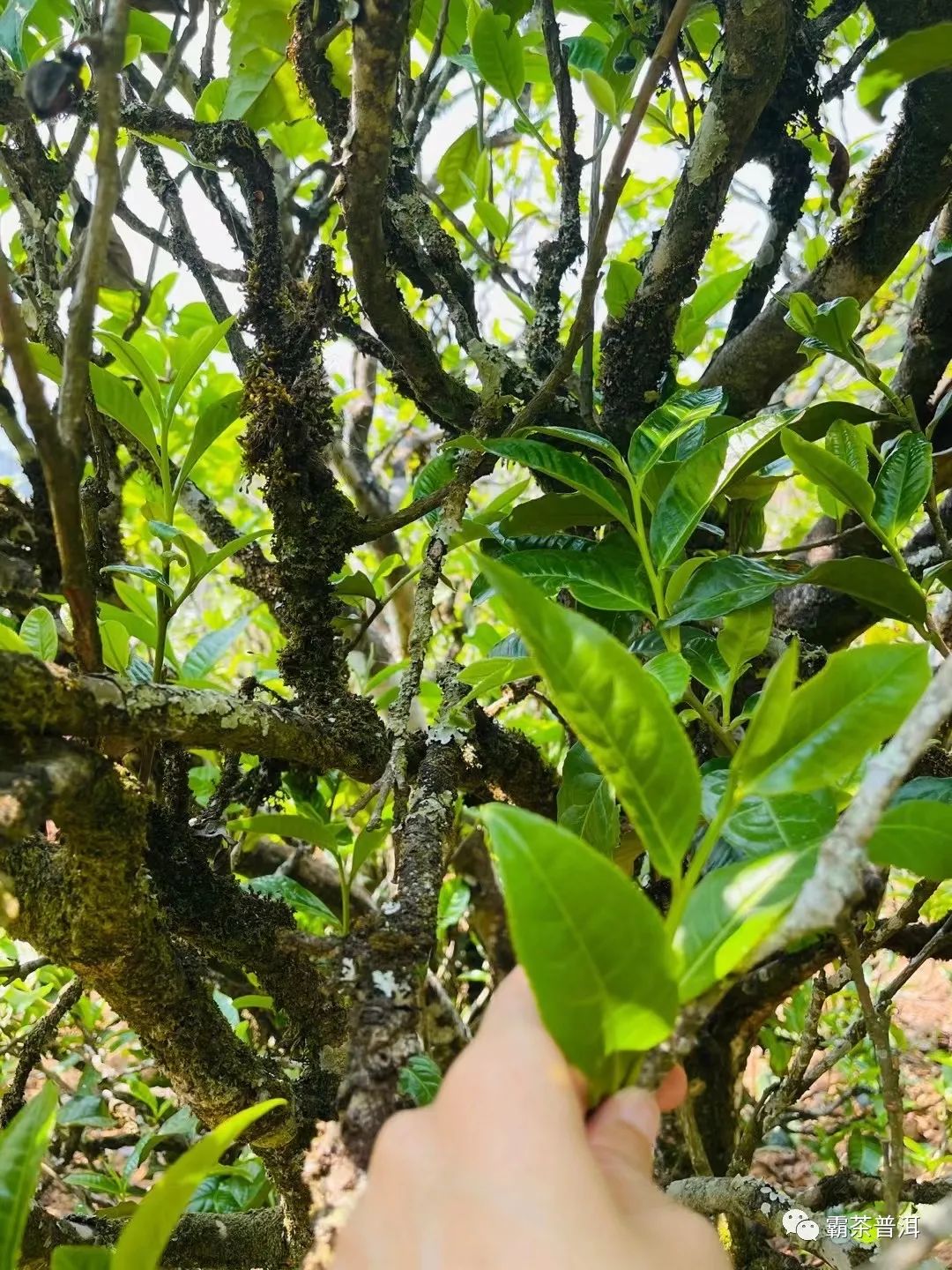 2023年正氣塘古樹春茶品質如何？