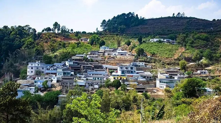 2023年正氣塘古樹春茶口感如何？