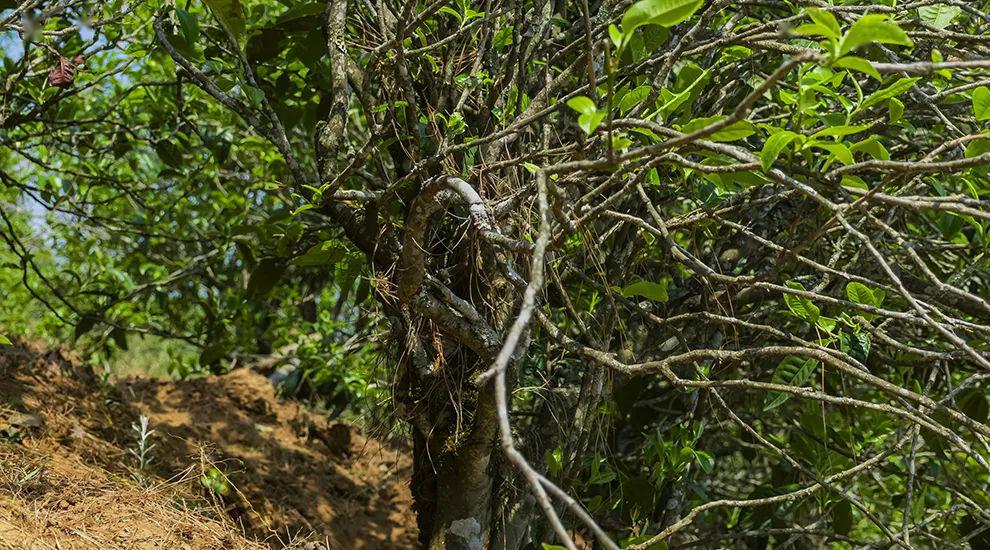 2023年正氣塘古樹春茶特點是什么？