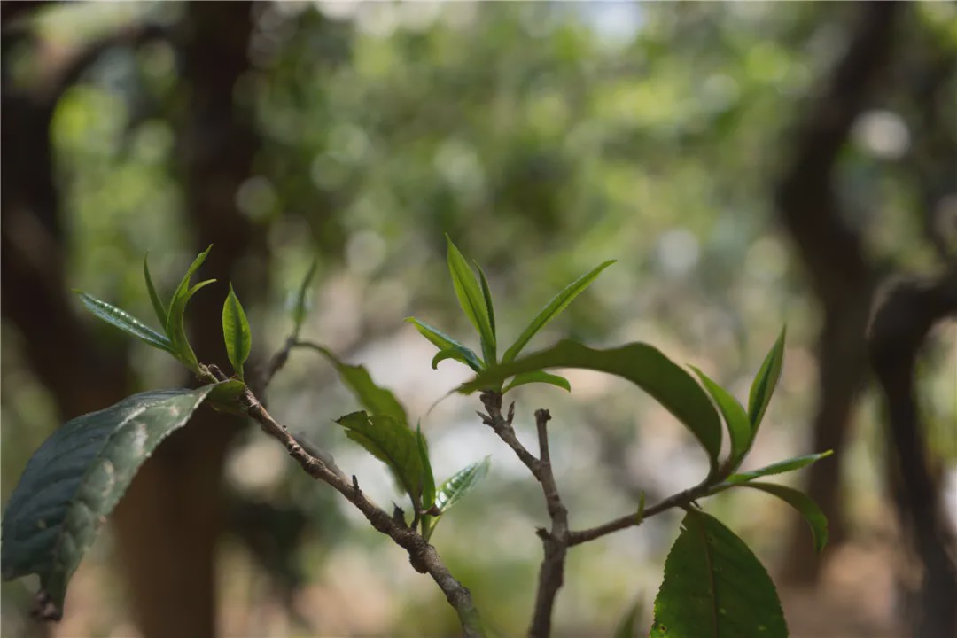 2023年壩糯古樹春茶品質(zhì)如何？