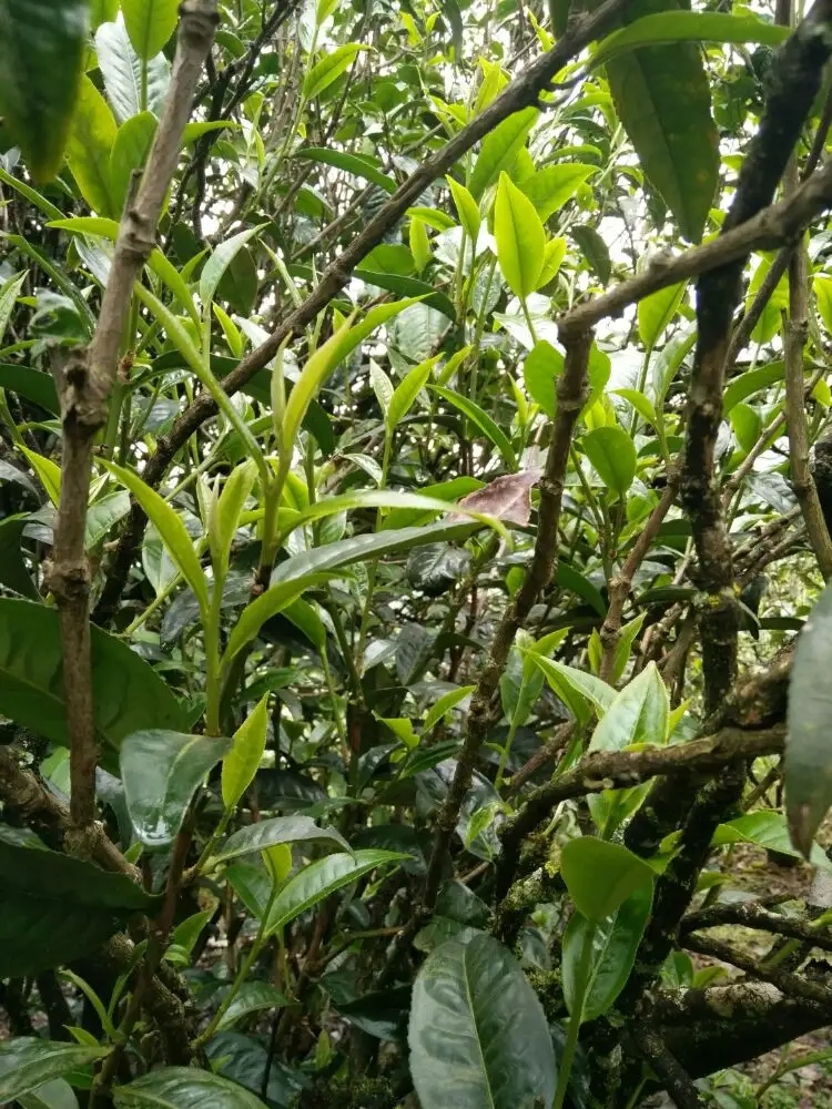 2023年壩糯古樹春茶口感怎么樣？