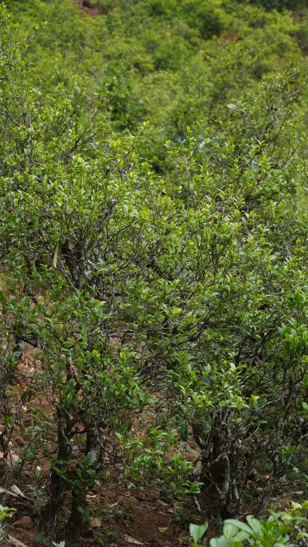 2023年壩糯古樹春茶特點(diǎn)是什么？