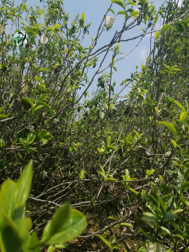 2023年壩糯古樹春茶價(jià)格是多少？