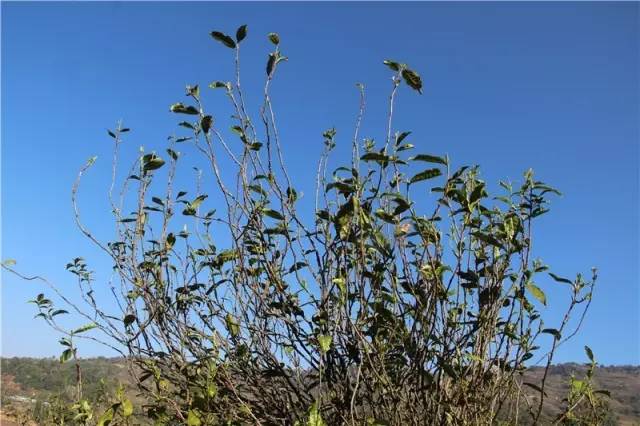 2023年那蕉古樹春茶品質(zhì)如何？