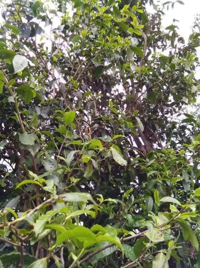 2023年那蕉古樹春茶口感怎么樣？