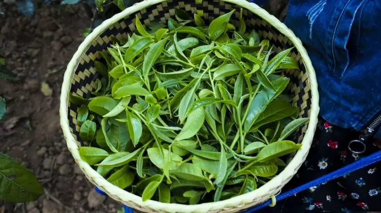 2023年那蕉古樹春茶特點(diǎn)是什么？