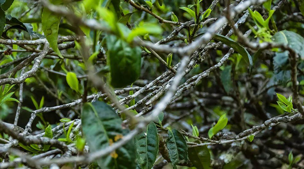 2023年那蕉古樹春茶多少一公斤？