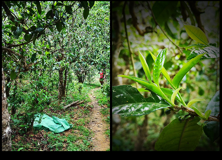 2023年南迫古樹春茶特點(diǎn)是什么？