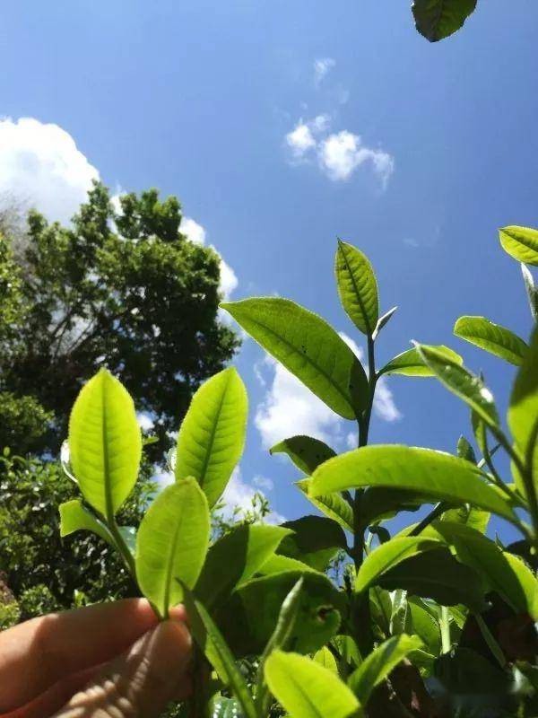 2023年南迫古樹春茶價(jià)格是多少？