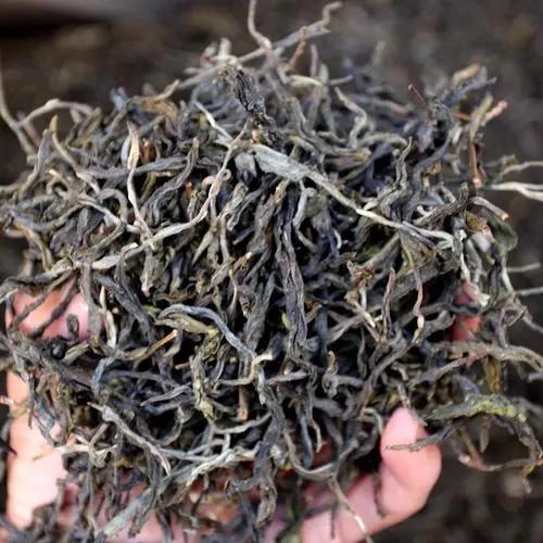 2023年地界古樹春茶品質如何？