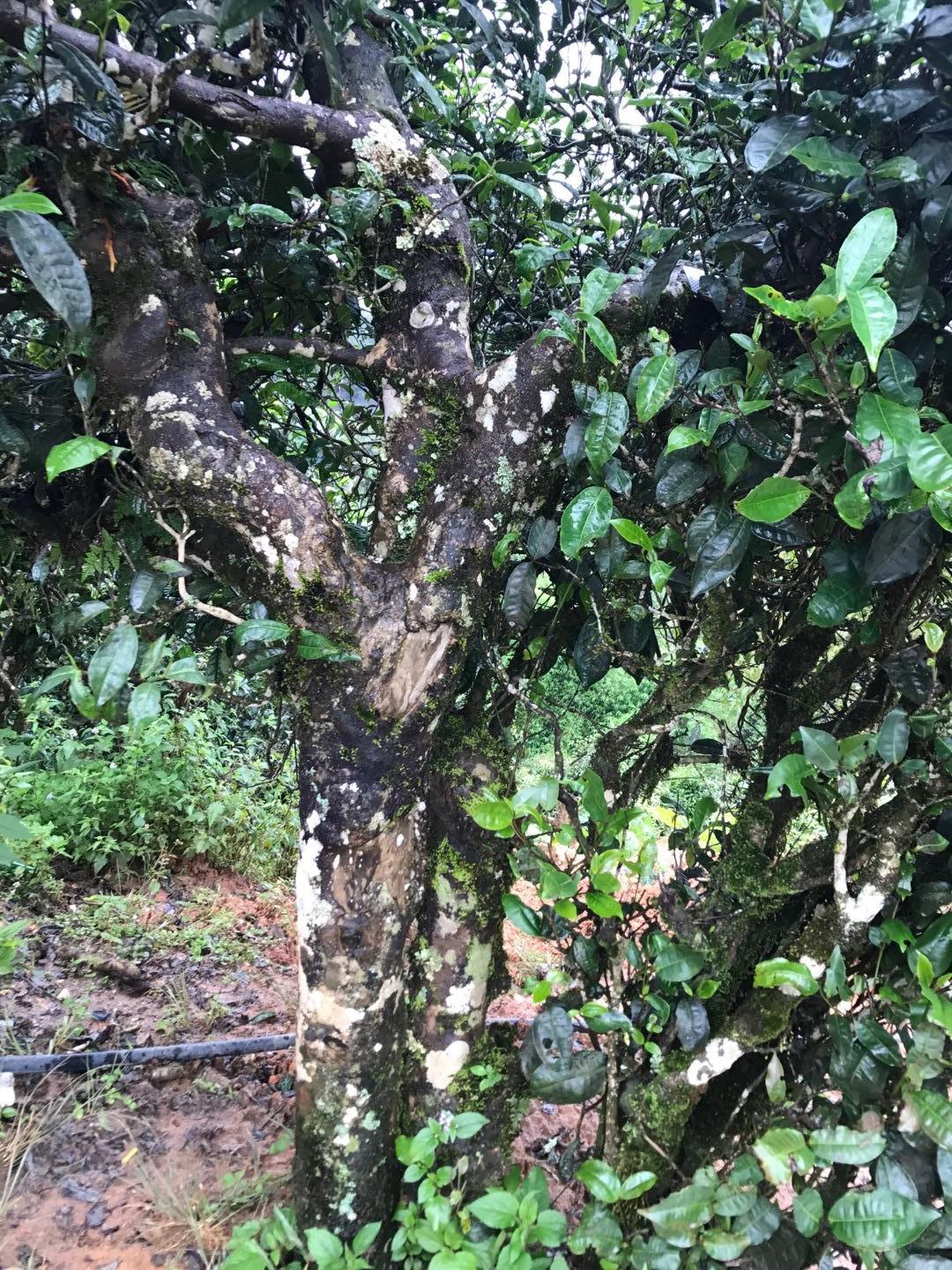 2023年地界古樹春茶價格是多少？