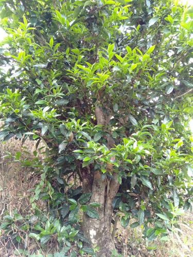 2023年壩歪古樹春茶口感怎么樣？