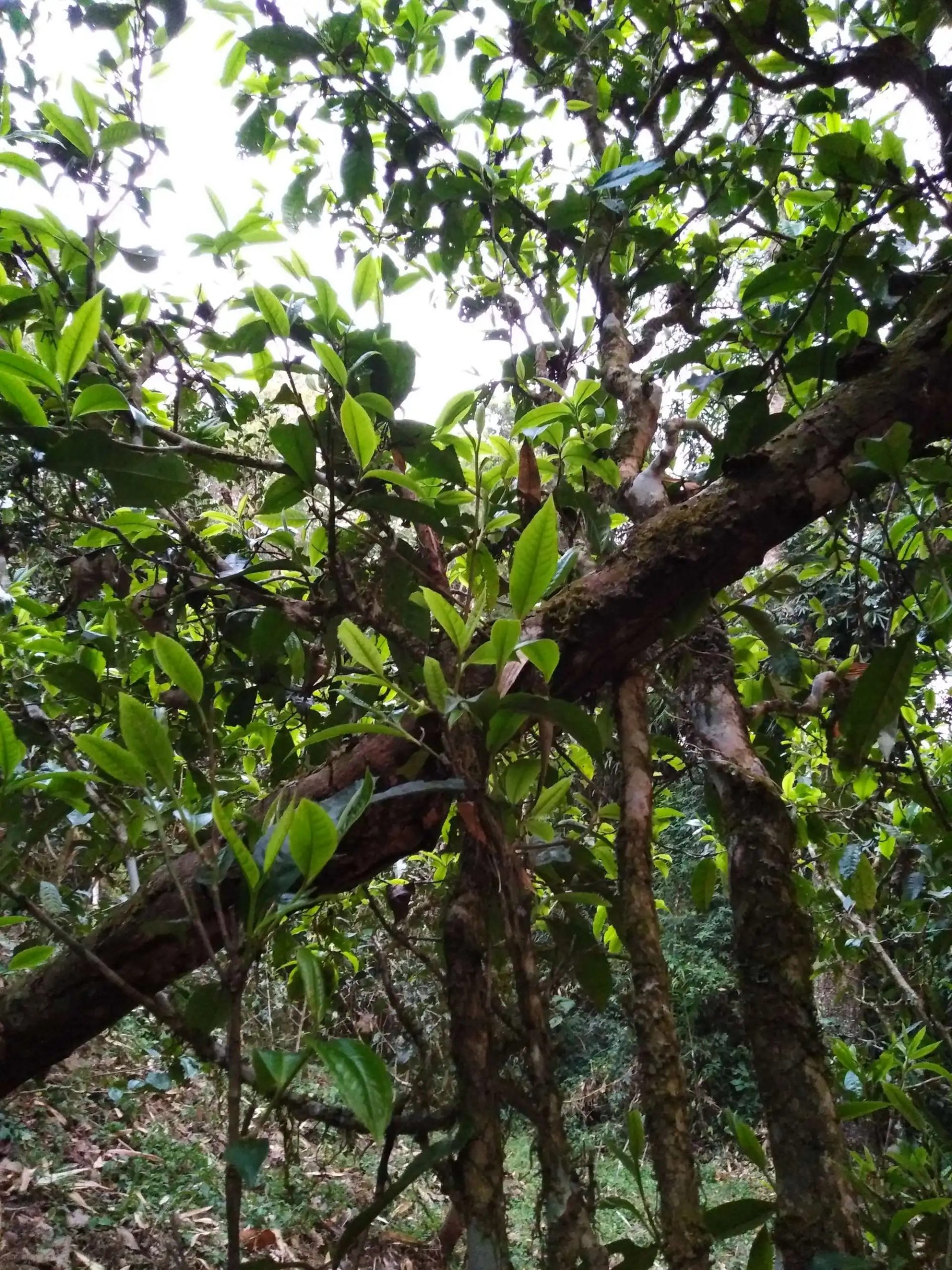 2023年糯伍古樹春茶品質如何？