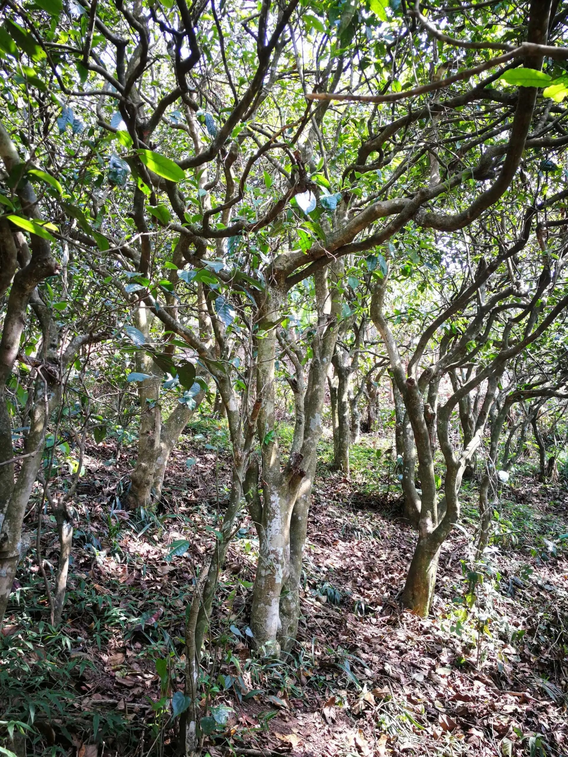 2023年糯伍古樹春茶多少一公斤？