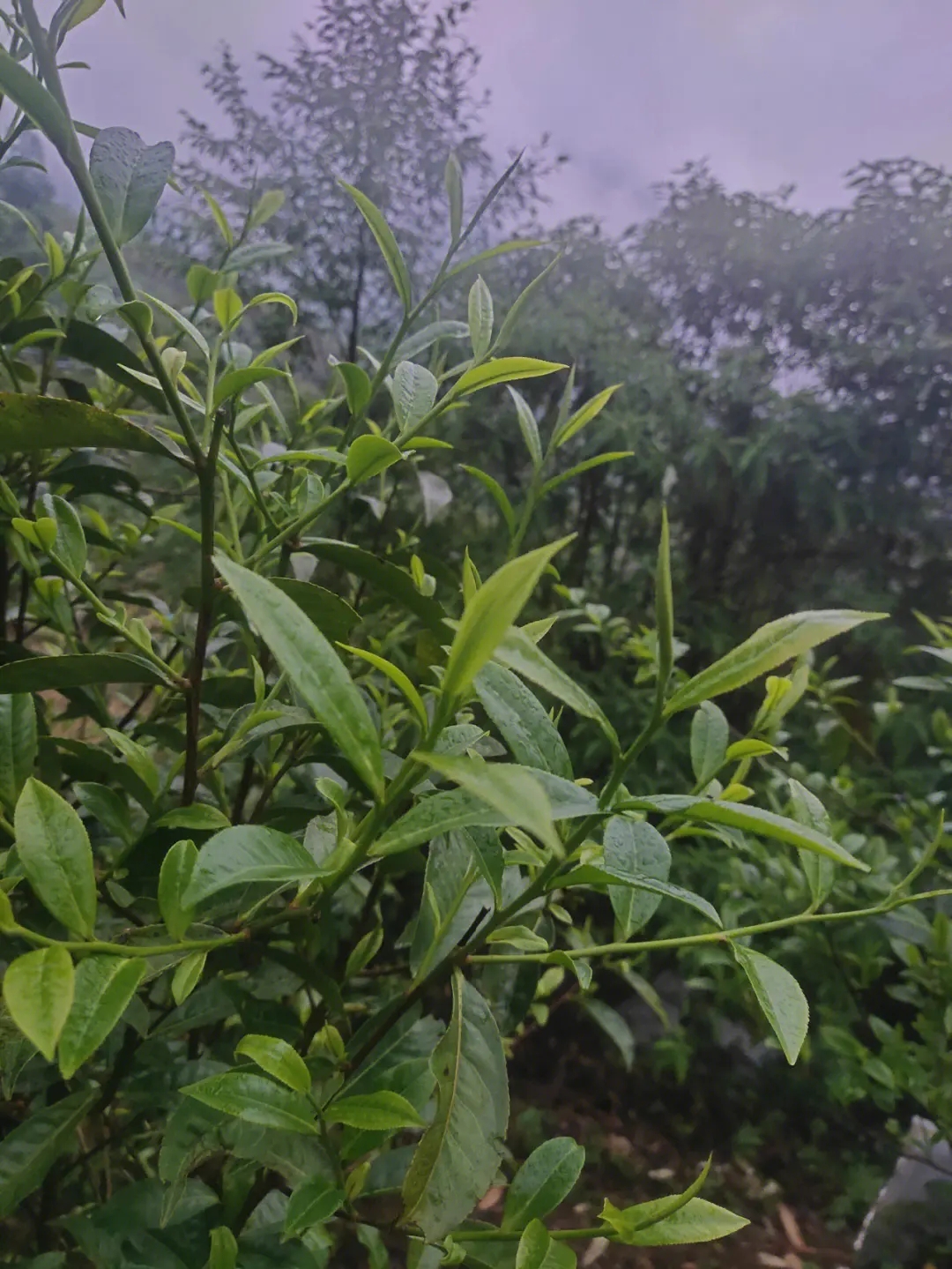 2023年薄荷塘古樹春茶特點？