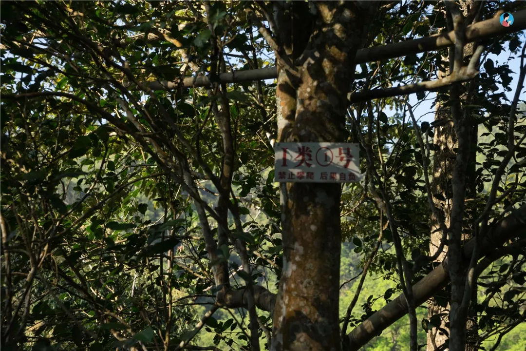 2023年薄荷塘古樹春茶價格是多少？