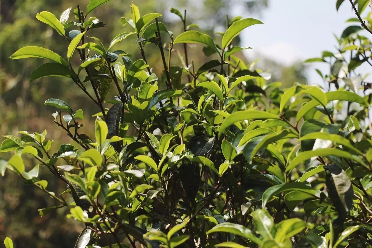 2023年彎弓古樹春茶品質如何？