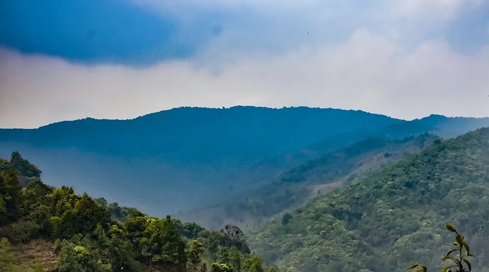 2023年勐庫(kù)大忠山古樹(shù)春茶品質(zhì)怎么樣？