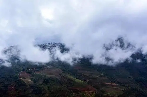 2023年勐庫(kù)大忠山古樹春茶口感如何？