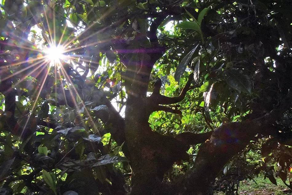 2023年勐庫(kù)大忠山古樹(shù)春茶特點(diǎn)?