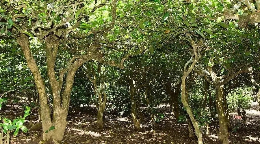 2023年勐庫大忠山古樹春茶多少錢一公斤？