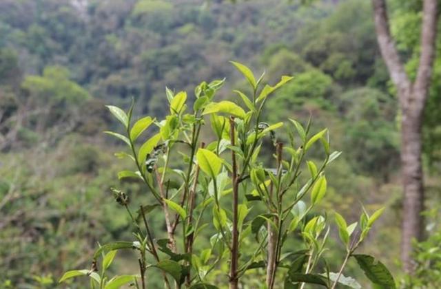 2023年勐庫(kù)那蕉古樹(shù)春茶品質(zhì)如何？
