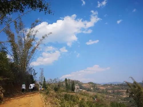 2023年勐庫豆腐寨古樹春茶特點(diǎn)是什么？