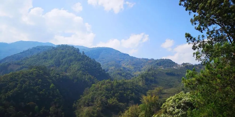 2023年勐庫(kù)豆腐寨古樹春茶品質(zhì)如何？