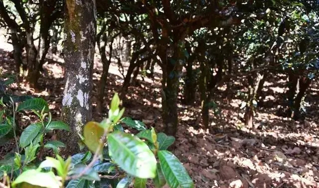 2023年勐庫(kù)豆腐寨古樹春茶價(jià)格是多少？