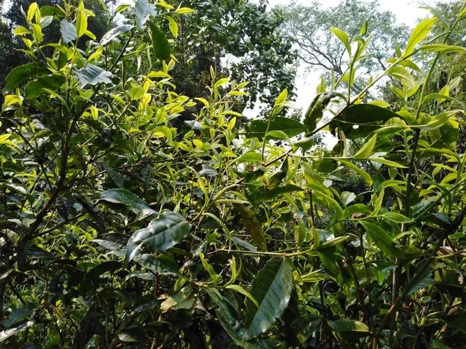 2023年勐庫(kù)河邊寨古樹特點(diǎn)是什么？