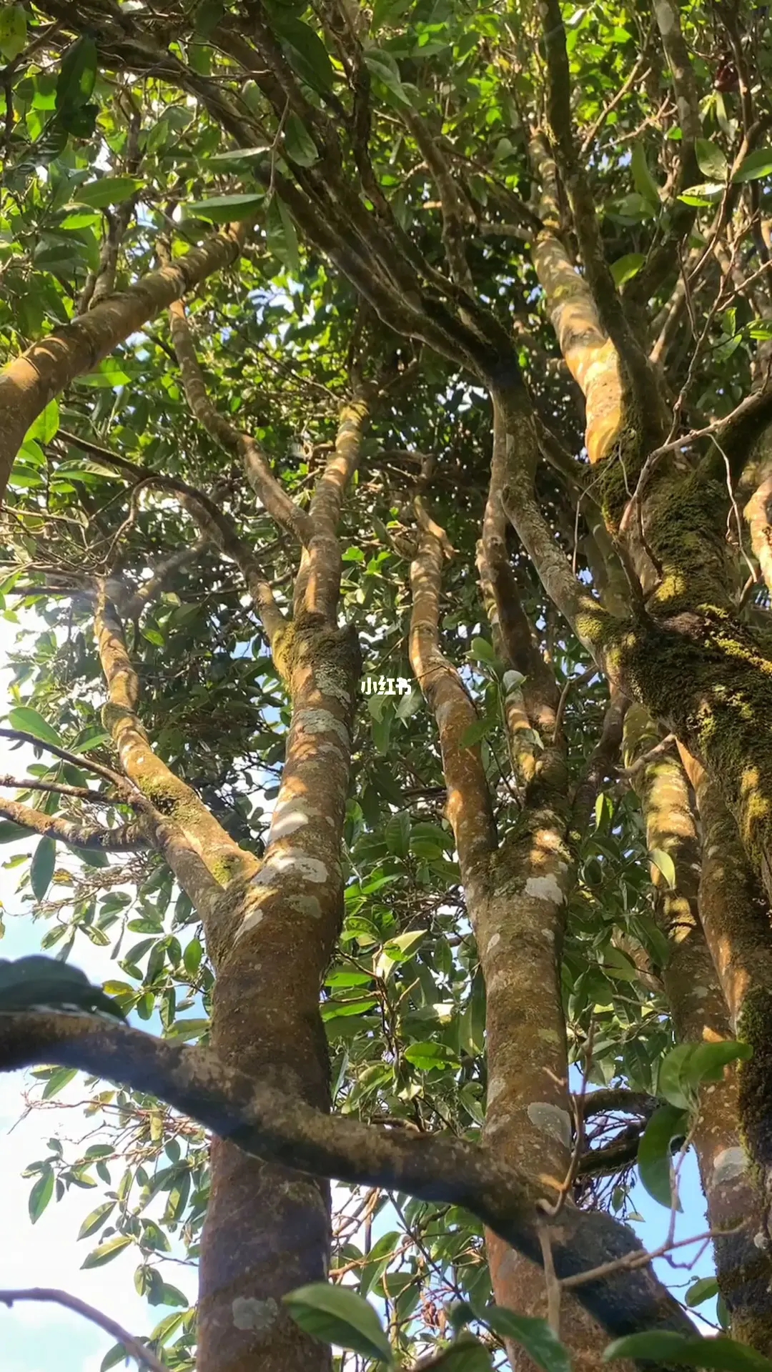 2023年勐庫(kù)河邊寨古樹春茶品質(zhì)如何？