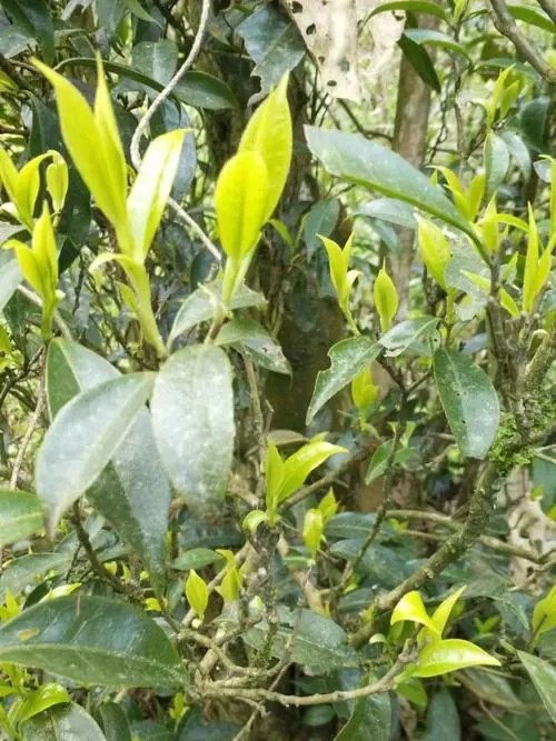 2023年勐庫(kù)河邊寨古樹春茶多少一公斤？