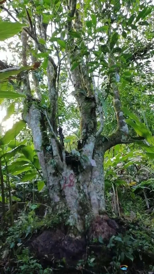 2023年麻栗坡古樹春茶品質(zhì)如何？