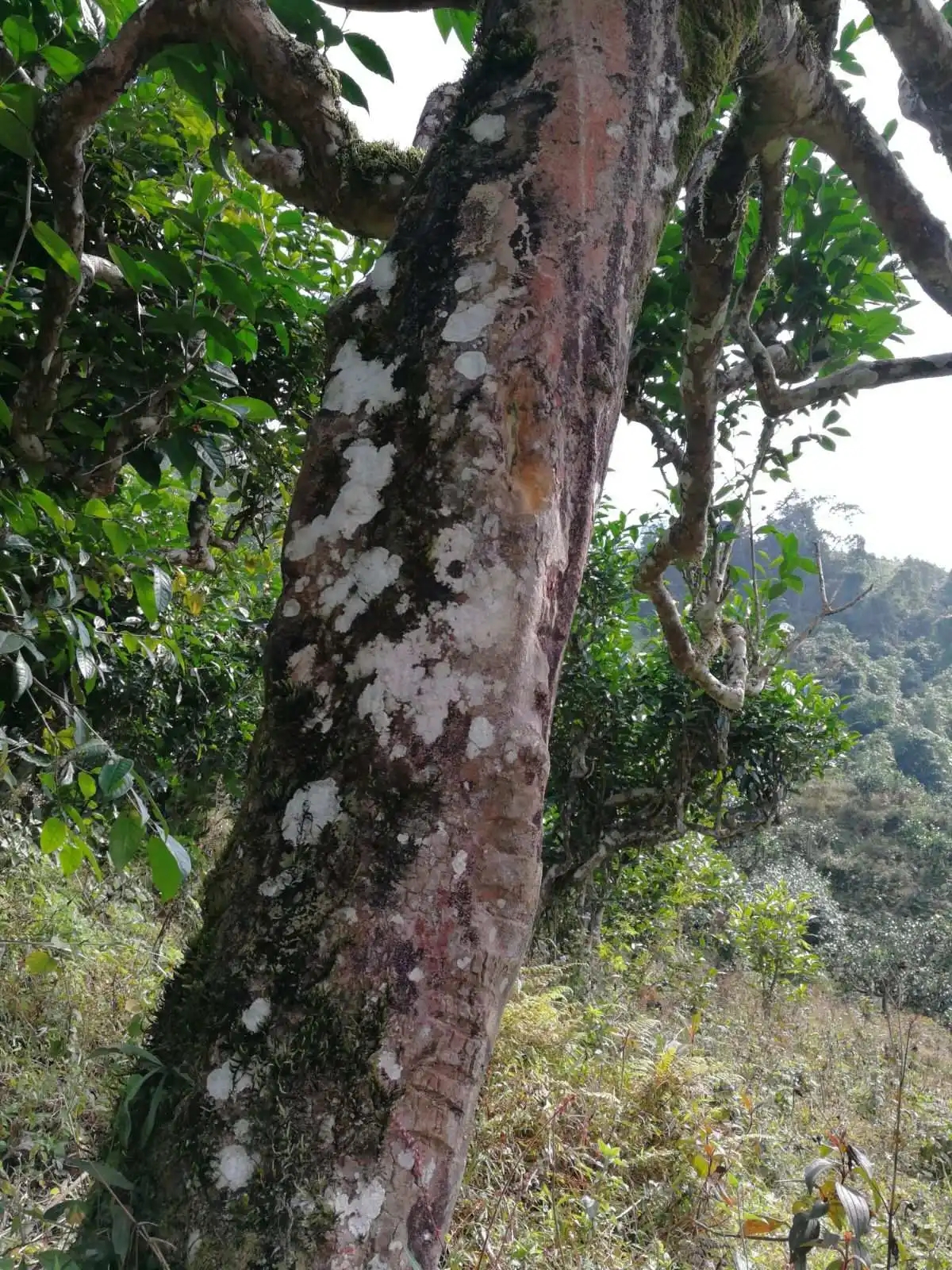 2023年麻栗坡古樹春茶特點(diǎn)是什么？