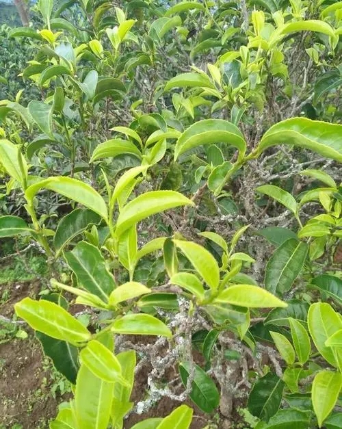 2023年鍋底塘古樹春茶品質(zhì)怎么樣？