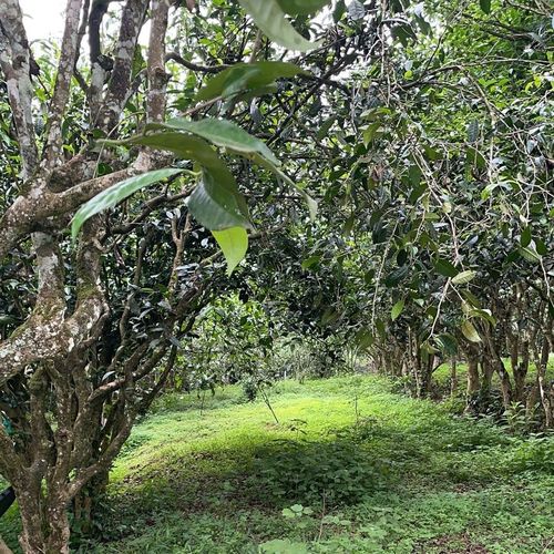 2023年永德大雪山古樹春茶特點(diǎn)是什么？